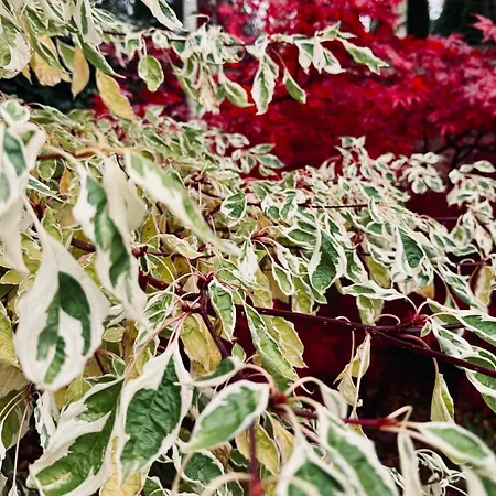 Secret Garden House - 7 Bed Manor House With Hot Tub And Magical Walled Gardens Semesterbostad Leyburn