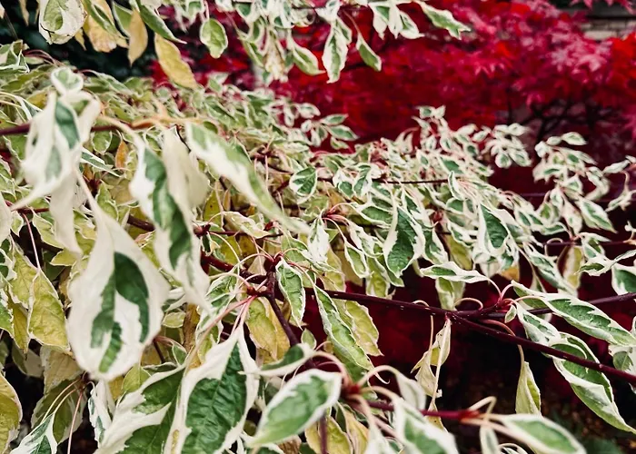 Secret Garden House - 7 Bed Manor House With Hot Tub And Magical Walled Gardens Holiday home Leyburn